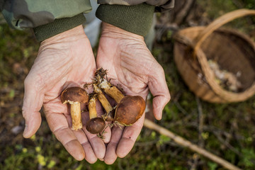mężczyzna pokazujący zebrane grzyby © winiar