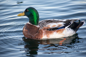 Lake Norman Duck 