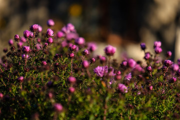 Obraz premium purple autumn flowers on blur background
