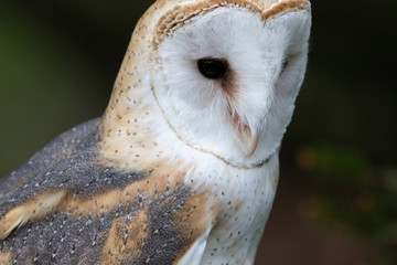 Barn Owl style