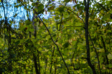 Fototapeta na wymiar birch tree lush in colorful autumn forest