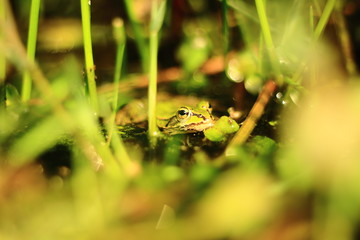 frog