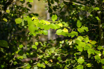 Fototapeta na wymiar colored tree leaves lush pattern in forest with branches and sunlight
