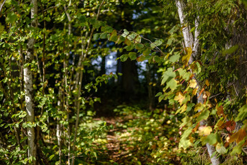colored tree leaves lush pattern in forest with branches and sunlight