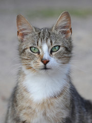 Katze im Portrait mit Blick in die Kamera, getigert, weißer Latz, grüne Augen im Hochformat