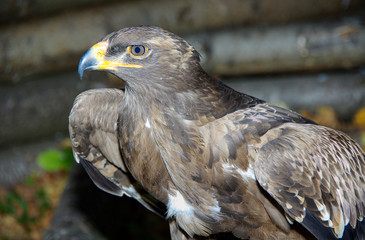GREIFVÖGEL - Steppenadler
