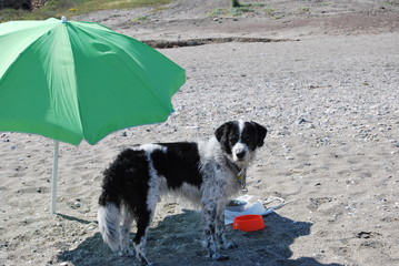 Perro en la playa (on the beach)