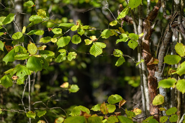 colored tree leaves lush pattern in forest with branches and sunlight