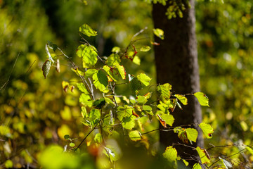 birch tree lush in colorful autumn forest
