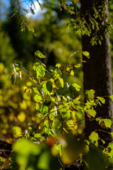 birch tree lush in colorful autumn forest