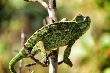 Chameleon on a branch under the sun