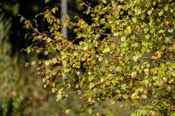 birch tree lush in colorful autumn forest