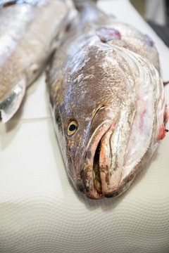 Big Fresh Raw Fish Corvina On Table