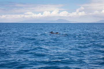 distant pilot whales swimming in Atlantic Ocean in front of Spanish coastline