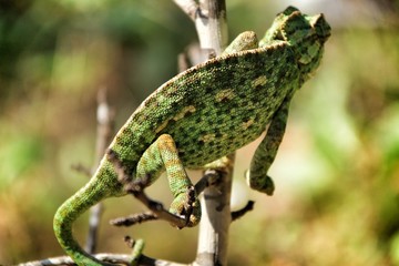 Chameleon on a branch under the sun