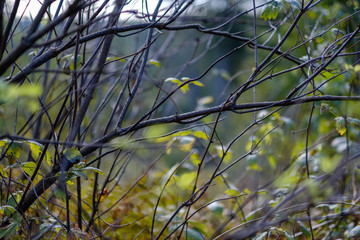colored tree leaves lush pattern in forest with branches and sunlight