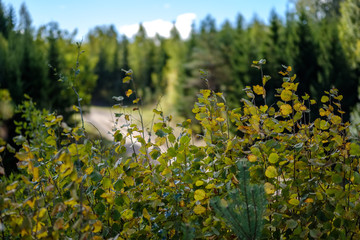 Obraz premium colored tree leaves lush pattern in forest with branches and sunlight