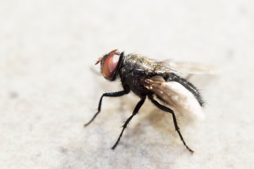 mosca