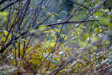 colored tree leaves lush pattern in forest with branches and sunlight