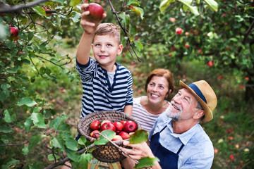 A senior couple with small grandson picking apples in orchard.