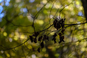 colored tree leaves lush pattern in forest with branches and sunlight