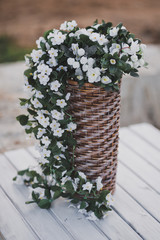 Bakopa is a common blooming bouquet in a wicker vase 1768.
