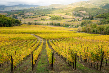Fototapeta na wymiar Chianti region, Tuscany. Vineyards at sunset in autumn. Central Italy