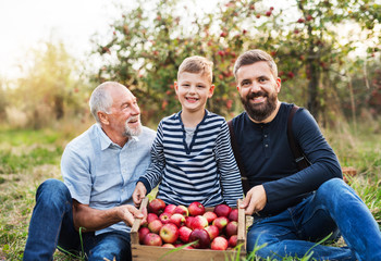 A small boy with father and grandfather sitting in apple orchard in autumn.