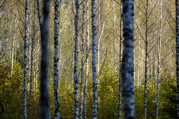 birch tree lush in colorful autumn forest