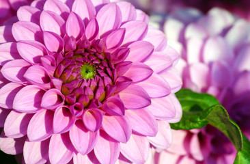 dahlia barbara variety, close-up bright pink chrysanthemum of large size, dark lilac heart gradually lighter to the tips of the petals, one flower with green leaf