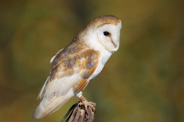 Barn owl - studio captured portrait