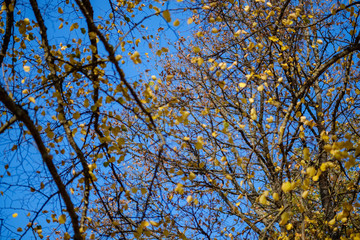 colored tree leaves lush pattern in forest with branches and sunlight