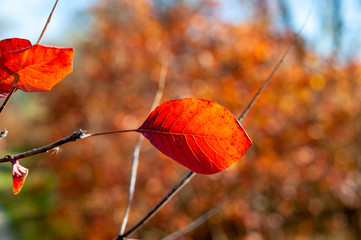 Red leaf highlighted by the sun