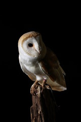 Barn owl - studio captured portrait