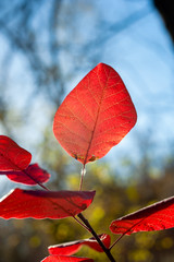 Red leaf with trees and blue sky background the fall season