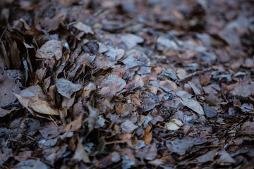 Pile of leaves, plenty of copyspace, neat design in the leaves.