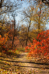 Forest path with red and orange foliage the fall season