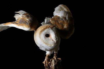 Barn owl - studio captured portrait