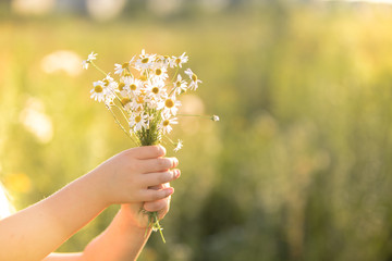 nature summer daisy bouqet in children girl hands present for mother happy mothers day charity...