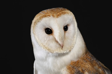 Barn owl - studio captured portrait