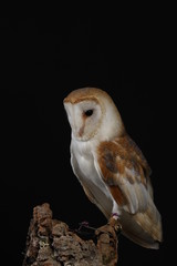 Barn owl - studio captured portrait