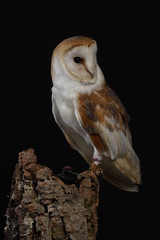 Barn owl - studio captured portrait