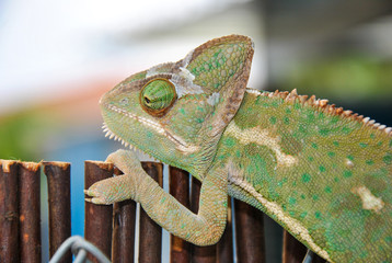 Obraz premium El agarre del camaleón