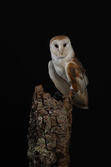 Barn owl - studio captured portrait