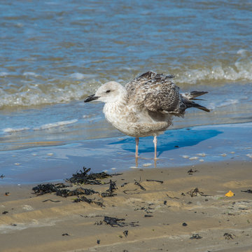 A SIlver gull (Larus argentatus) standing in shallow water.