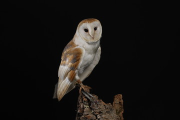 Barn owl - studio captured portrait