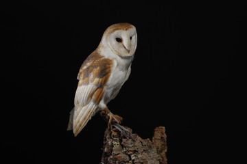 Barn owl - studio captured portrait