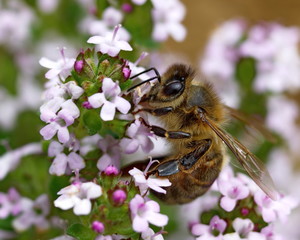 abeille butinant du thym