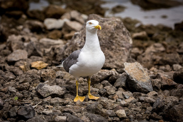 Möwe