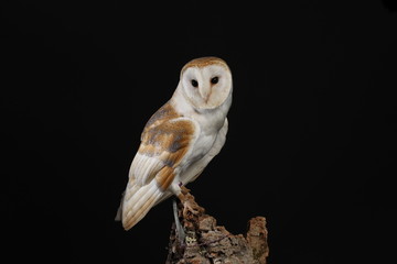 Barn owl - studio captured portrait